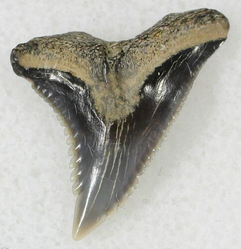 Hemipristis Shark Tooth Fossil - Virginia #20958